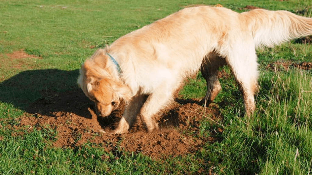 Cinco consejos para que tu perro deje de cavar