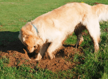 Cinco consejos para que tu perro deje de cavar