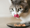 Cómo alimentar correctamente a un gatito