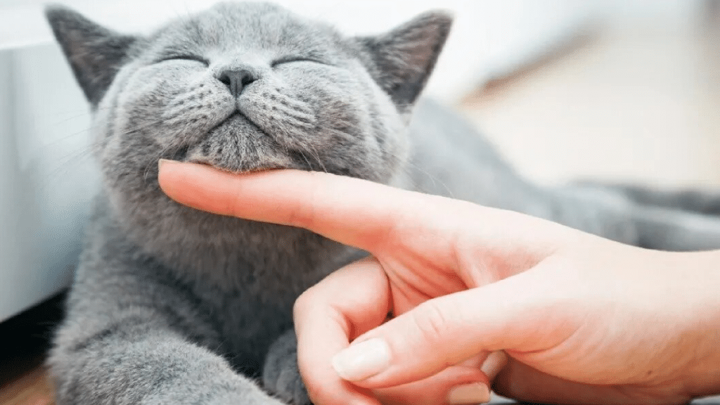 Cómo calmar a tu gato