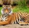 Datos asombrosos sobre los tigres