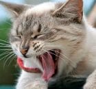Gato con rabia - Cómo identificar si un gato tiene la rabia