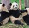 Oso Panda - Cosas que no sabías sobre los pandas