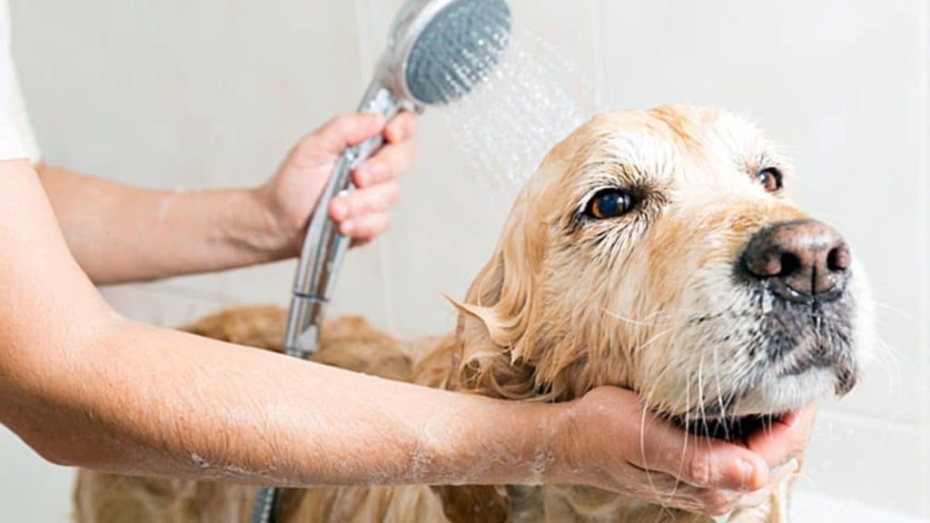 ¿Como duchar a mi perro?