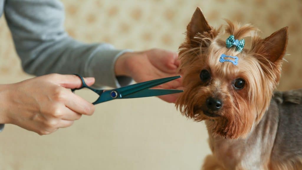 Cómo cortar el pelo a un perro en casa