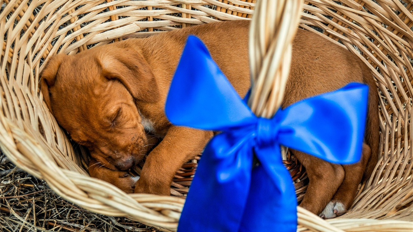 cachorro abandonado acogida cesta 3