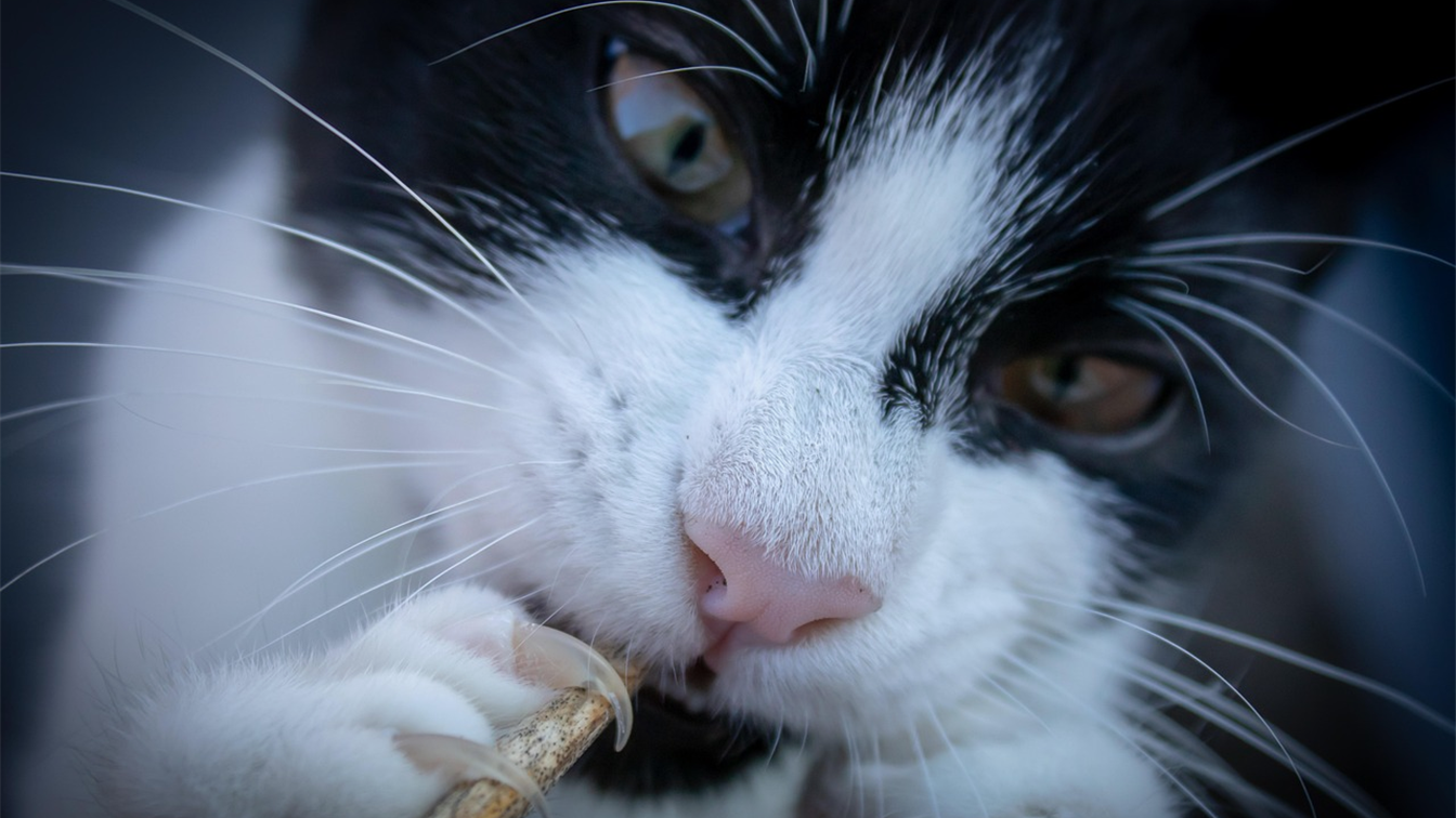 gato afilando unas rascador 3