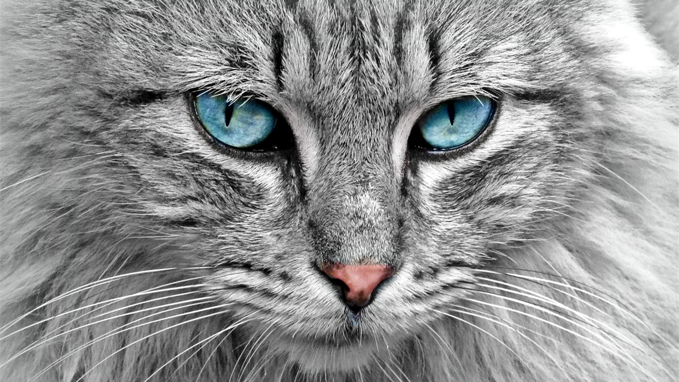 gato arenero problemas orina 3