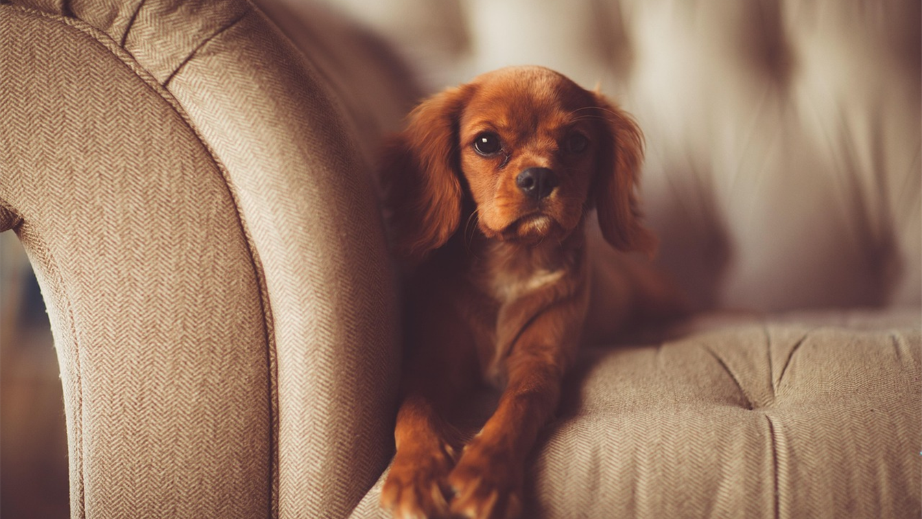 Perro descansando en un sofa