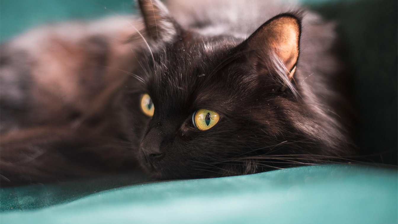gato negro de ojos amarillos descansando en un sofa 3