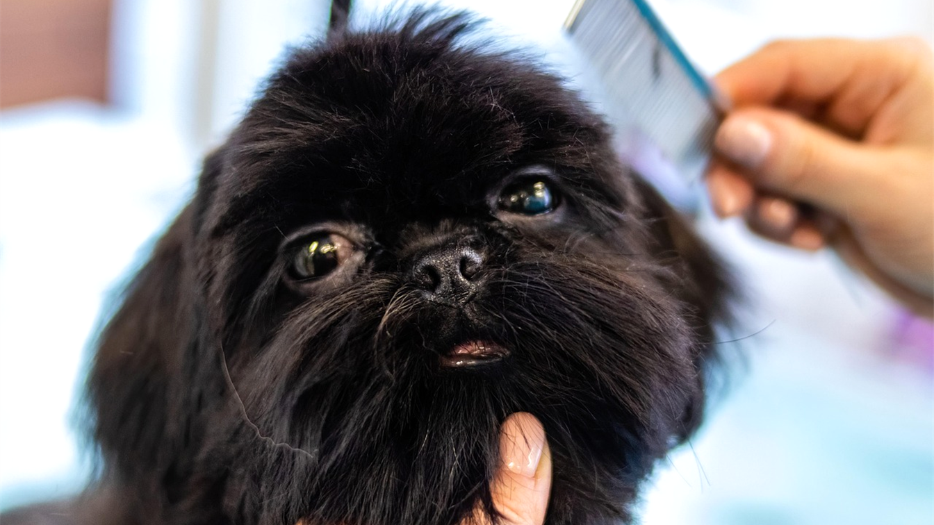 Perro de pelo negro en peluqueria canina