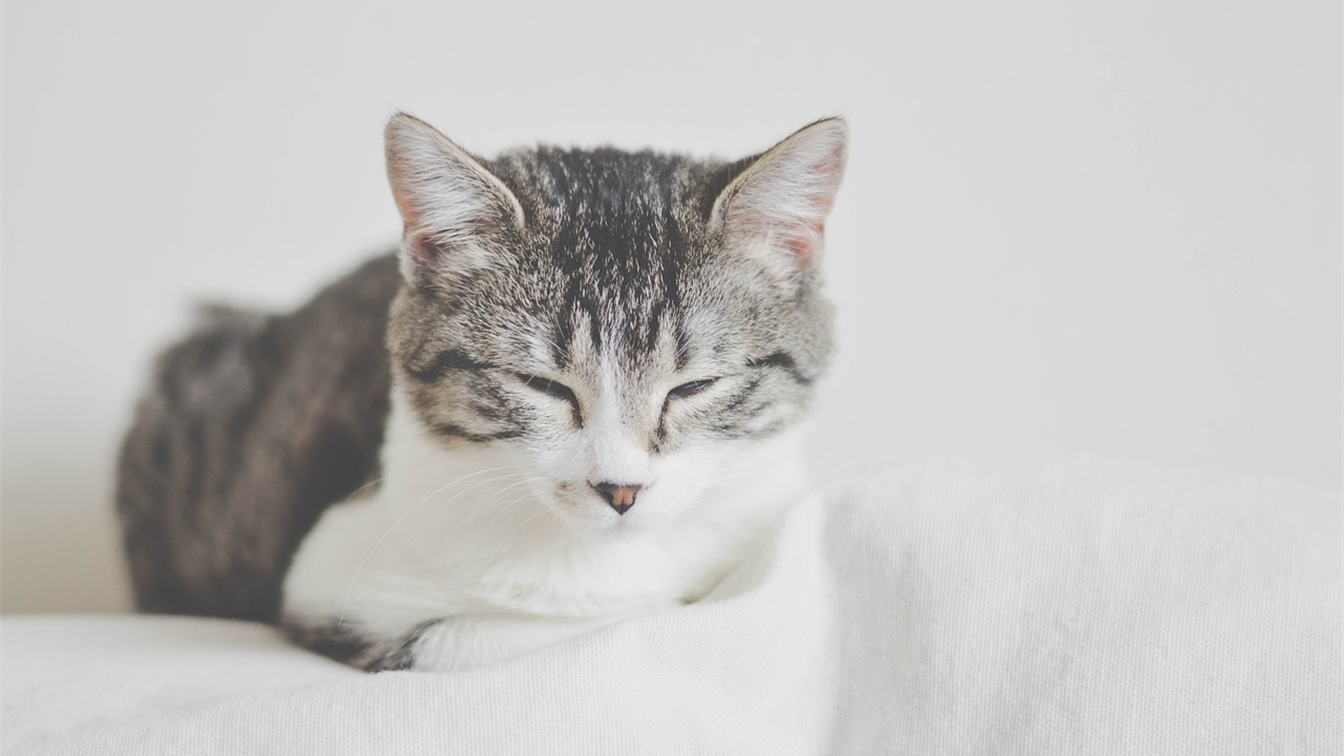 Gato descansando sobre una manta blanca