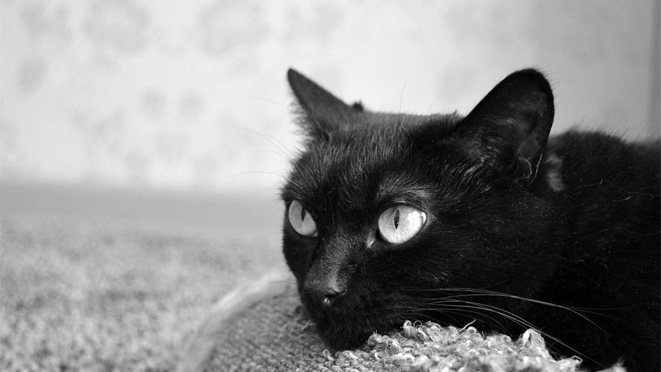 gato negro descansando en casa
