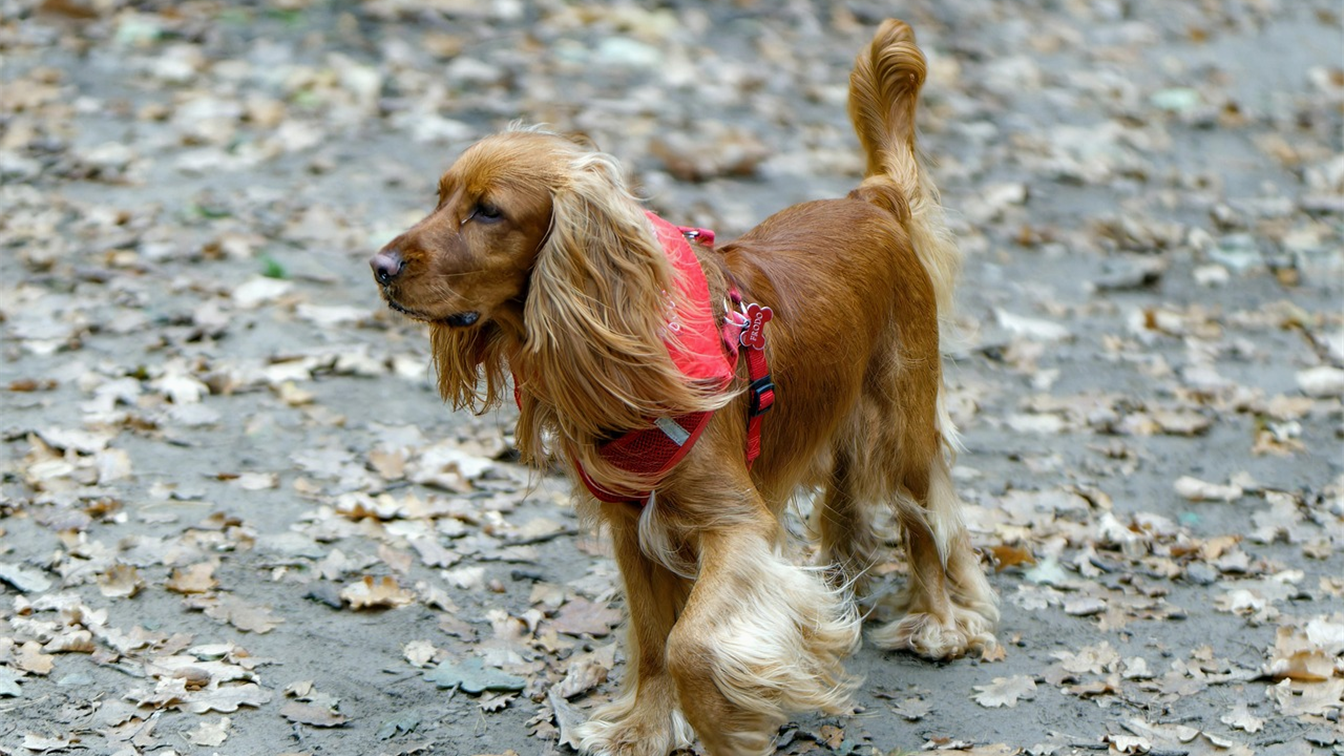 perro paseando en otono por un parque