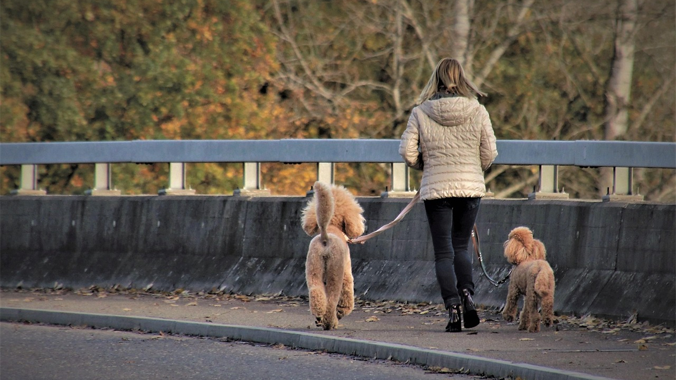 Mujer paseando a dos perros con correa en un parque en otono