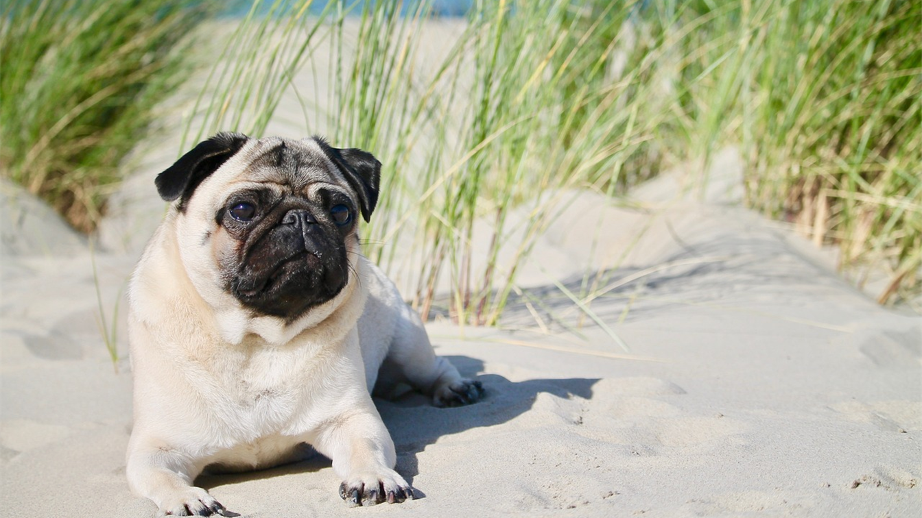 Perro de orejas caídas descansando al aire libre