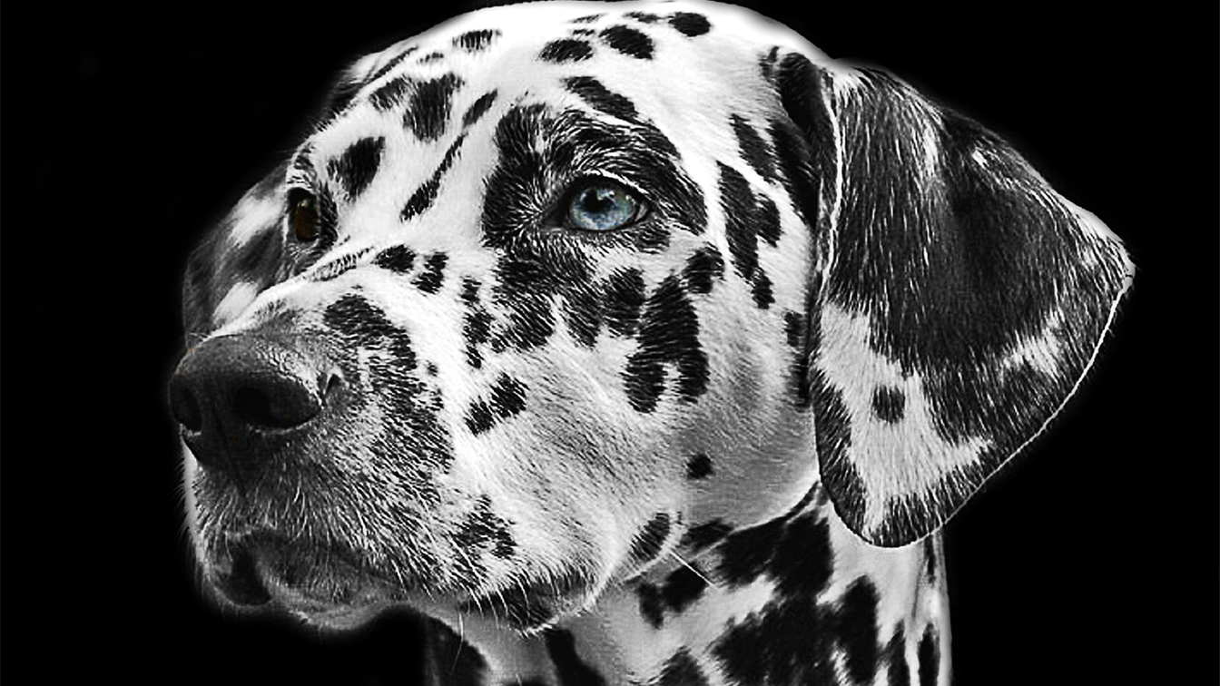 Detalle de la oreja de un perro dálmata