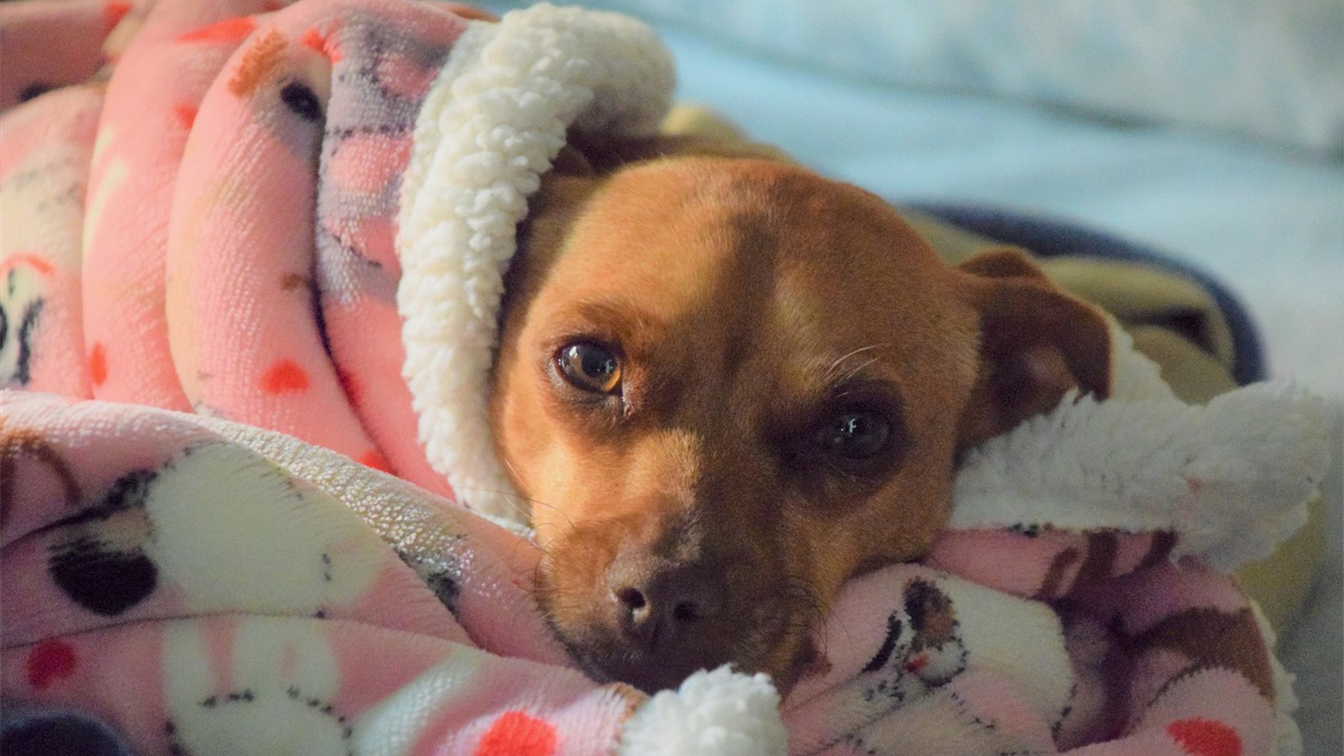 perro tumbado y tranquilo en casa envuelto en una manta